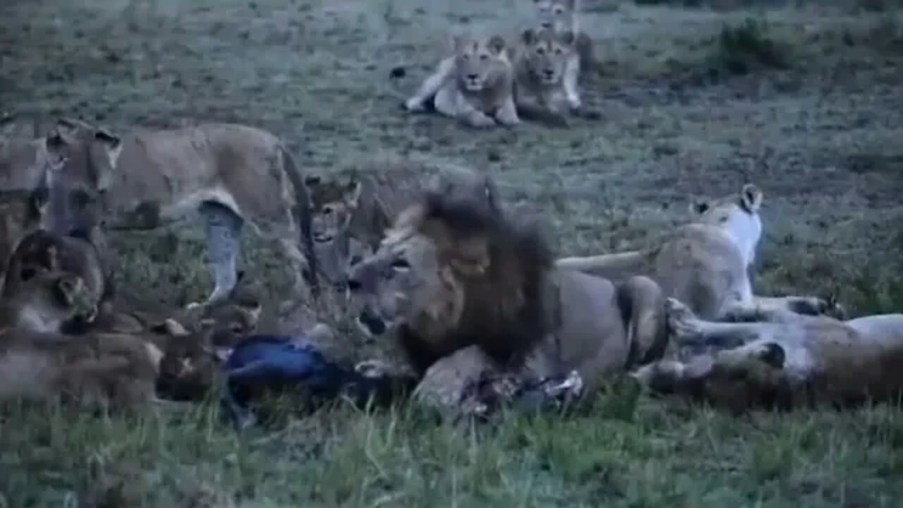 Lions fighting over food - Daily Dose of Nature