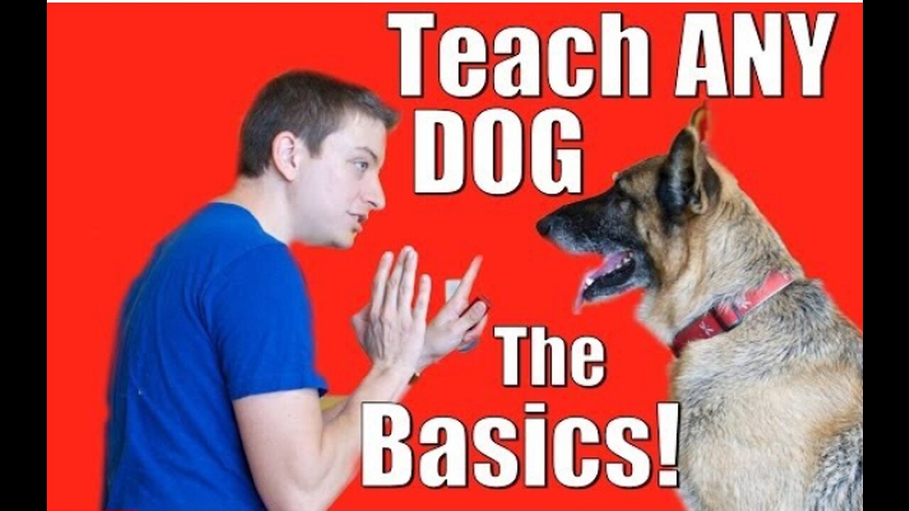 Dog Training 101: How to Train ANY DOG the Basics