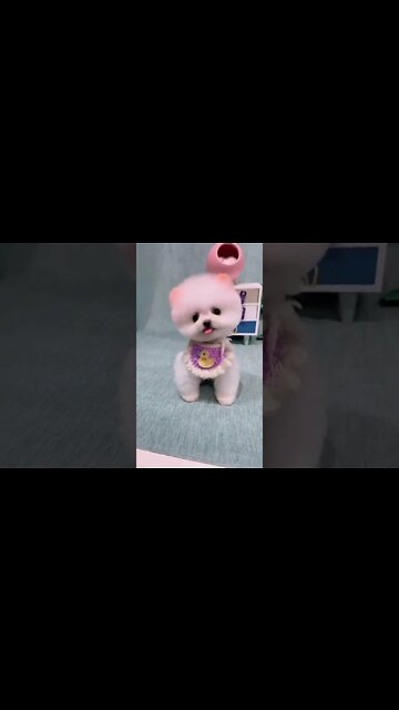 O Cachorrinho mais lindo da internet! #shorts