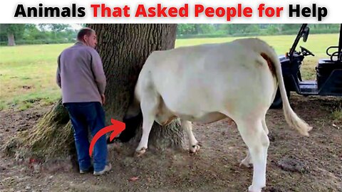 Animals Asked People For Help & Kindness || Saving Animals || MEGA FACTS