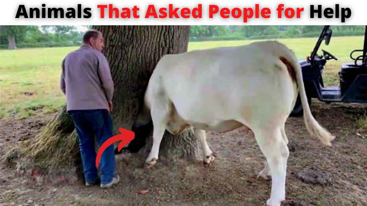 Animals Asked People For Help & Kindness || Saving Animals || MEGA FACTS