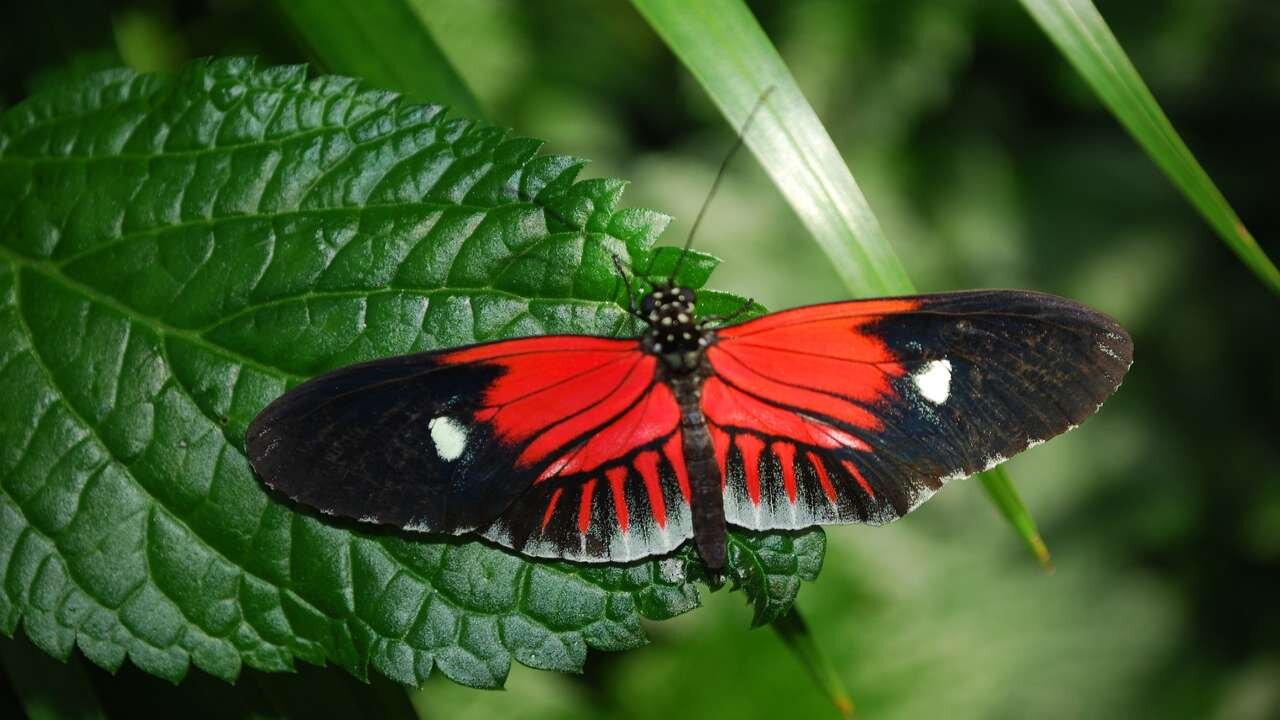 Butterfly Videos