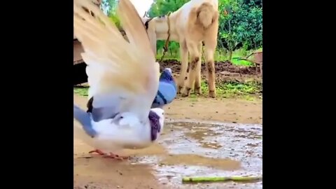 Pigeon doing a backflip