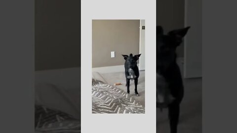 First my ball, then my spot…its only visiting right? 😂🐶🐕⚪️