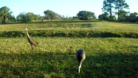 Wildlife on Venus Ranch in Venus Florida