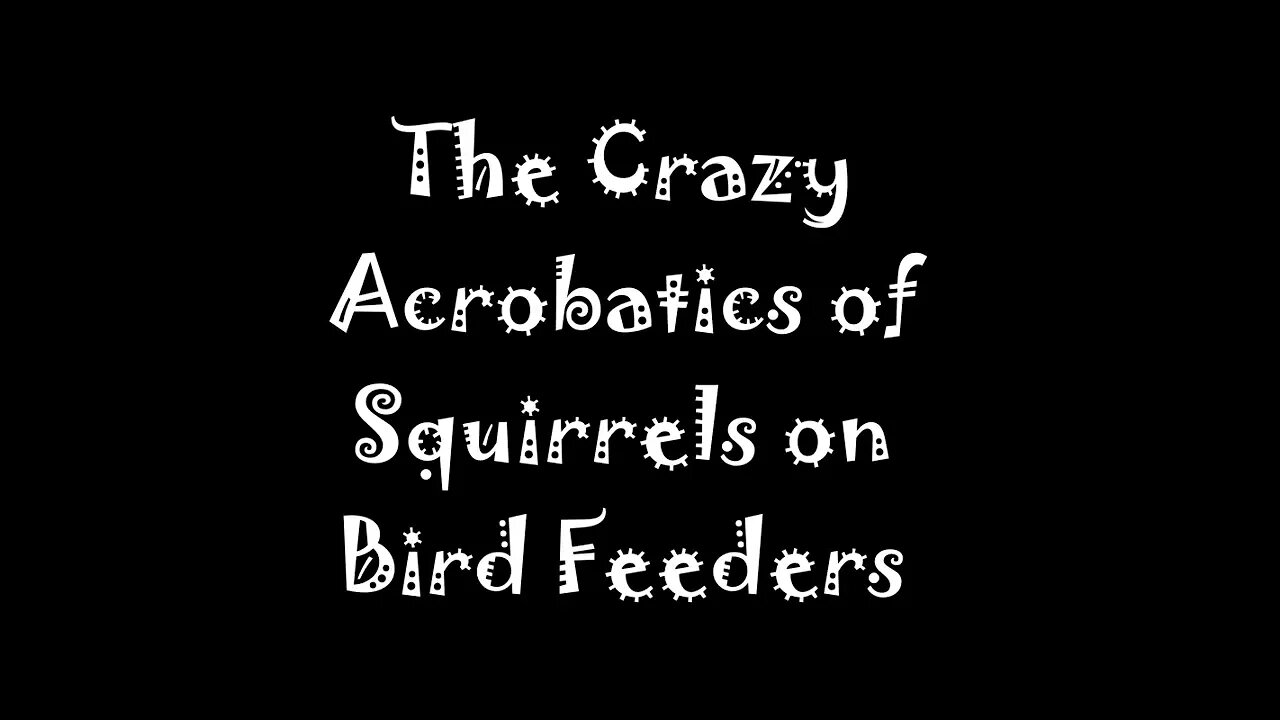 Squirrels Do Crazy Things on Bird Feeders