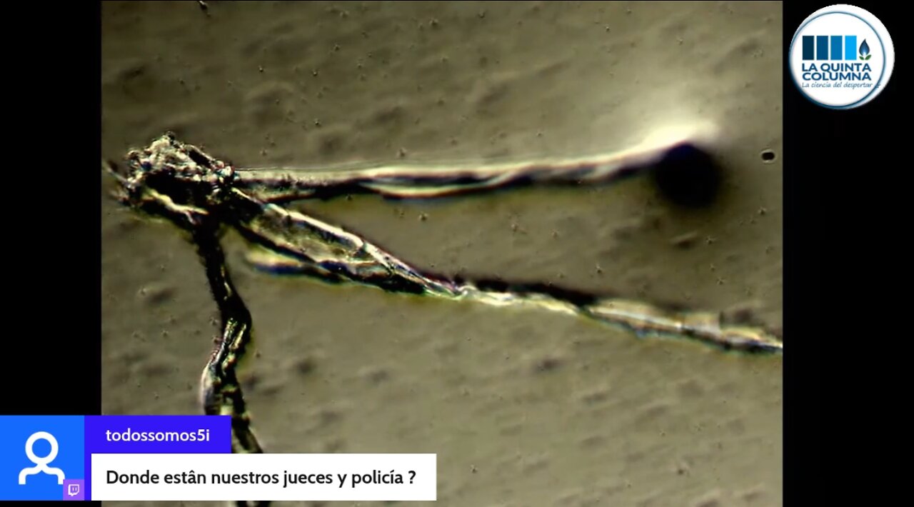 La Quinta Columna - Programa 214 - “VACUNA” COMIRNATY DE PFIZER BIONTECH ANALIZADA AL MICROSCOPIO