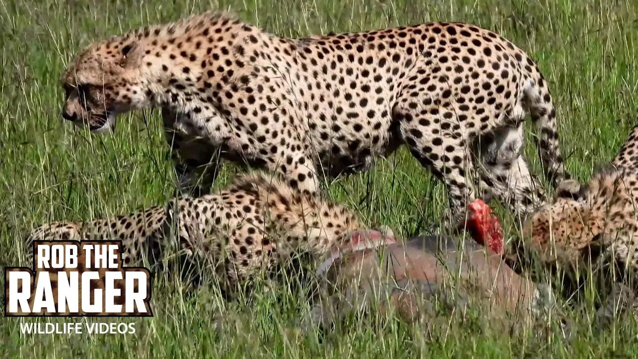 Fast Five Cheetah Coalition Feed | Maasai Mara Safari | Zebra Plains