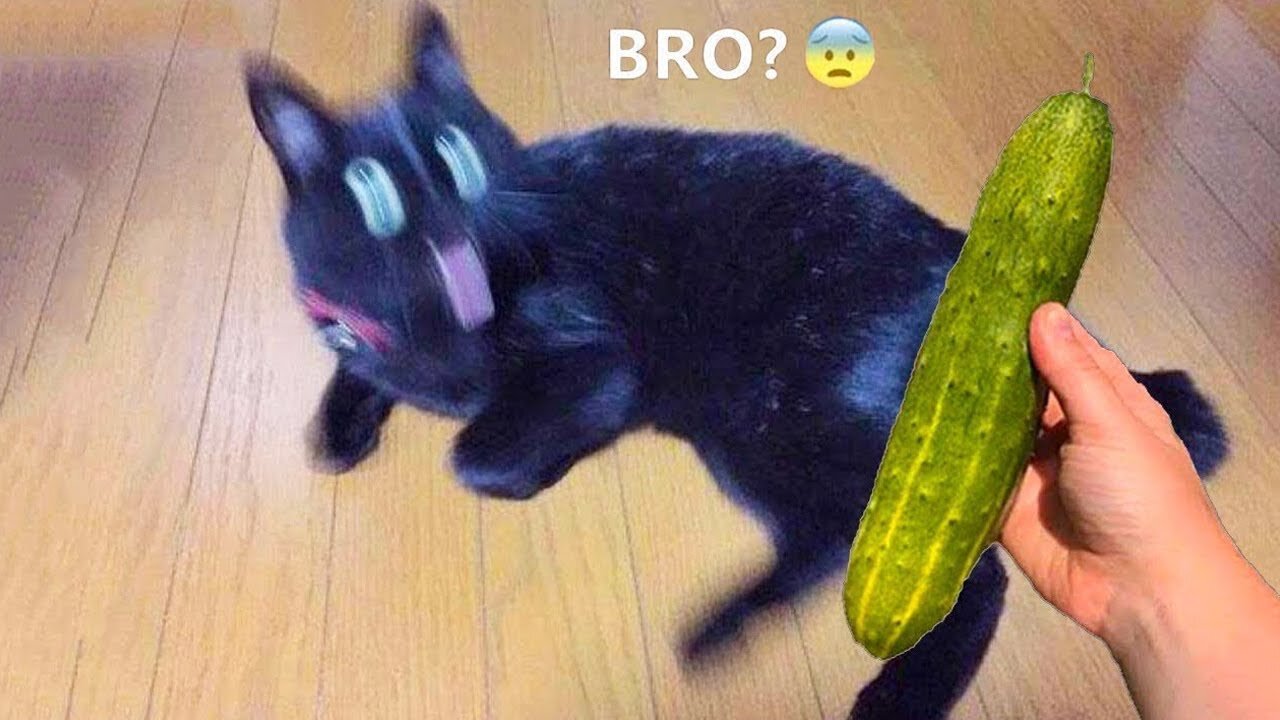 Funniest Animals 2022 π Funniest Cats and Dogs πΊπΆ Part 20 | Show Time 7
