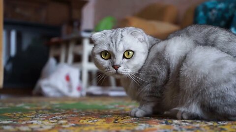 Beautiful wild Animals video (episode 1)