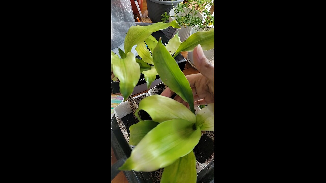 Propagating Cane (Dracaena) Plant #sowwellharvestmore