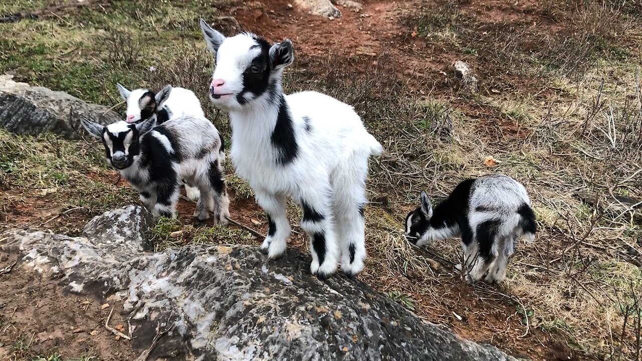 WE LOVE BABY GOATS OUTSIDE!