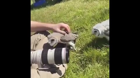 Owls get a little too comfortable while getting a photoshoot..