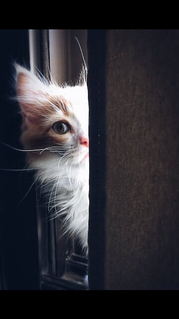 Cat Playing With Bird Doll