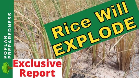 HUGE Rice Exports Ban - Causing Global Rice Shortage