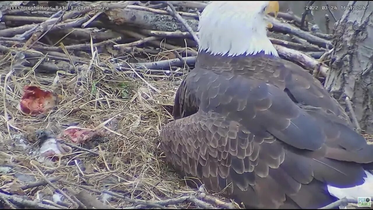 Hays Bald Eagles Dad brings in huge Fish for the pantry 2022 03 24 16:12