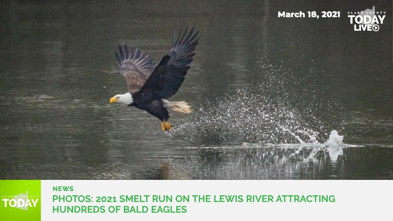 Photos: 2021 smelt run on the Lewis River attracting hundreds of bald eagles