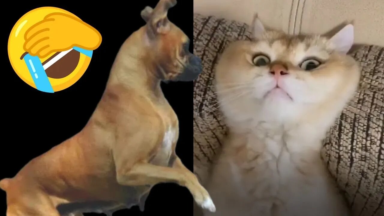 Funny Dogs and Cats Videos - Funny Pets Try Not To Laugh - Best Funny Animal Videos #34