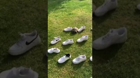 Memes em imagens - QUEM SE ESCONDEU NA CASA DA ÁRVORE #shorts