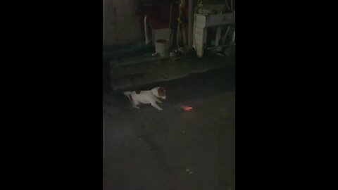 Crazy dog playing with firecracker