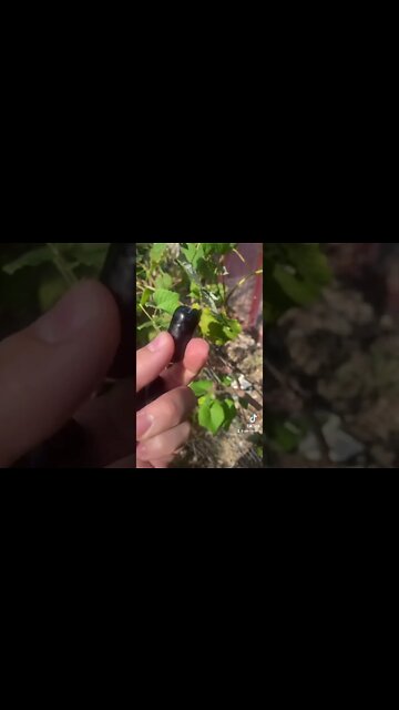 Was This Grape Created By Evil Scientists??