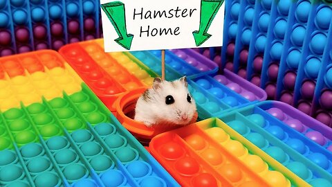 🐹 Hamster Escapes the Pop It Maze for Pets in real life 🐹