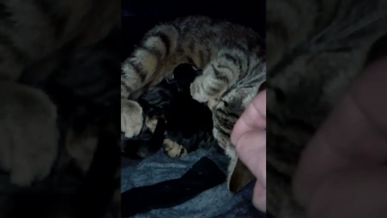 Paul-us Gaming with: Steam - Origin - Uplay - Epic and the cats.