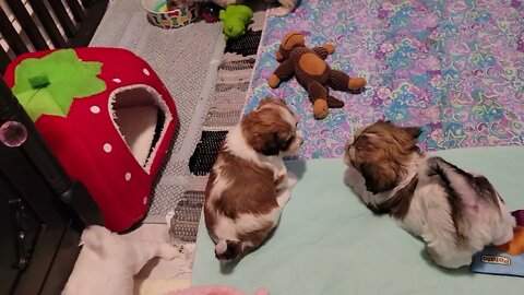 May 2nd....L, M & N Litters(2)