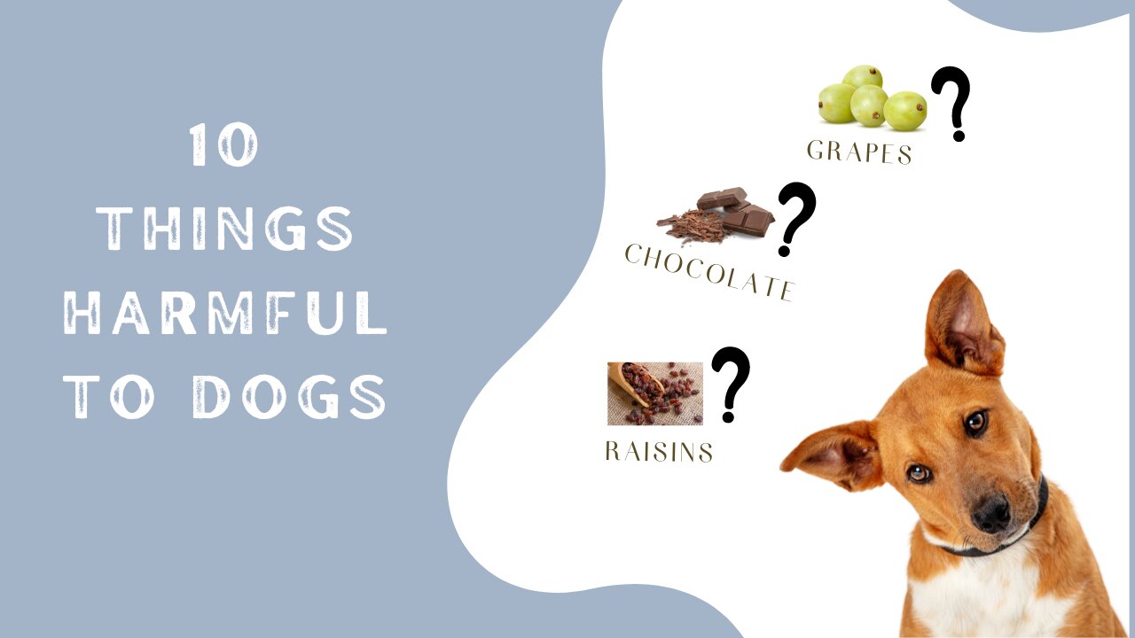 10 Things That Are Harmful To Dogs