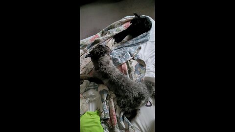 Dagr The Schnauzer - Blanket fight Against Notti