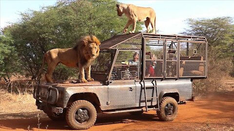 Lion Standing on the Field