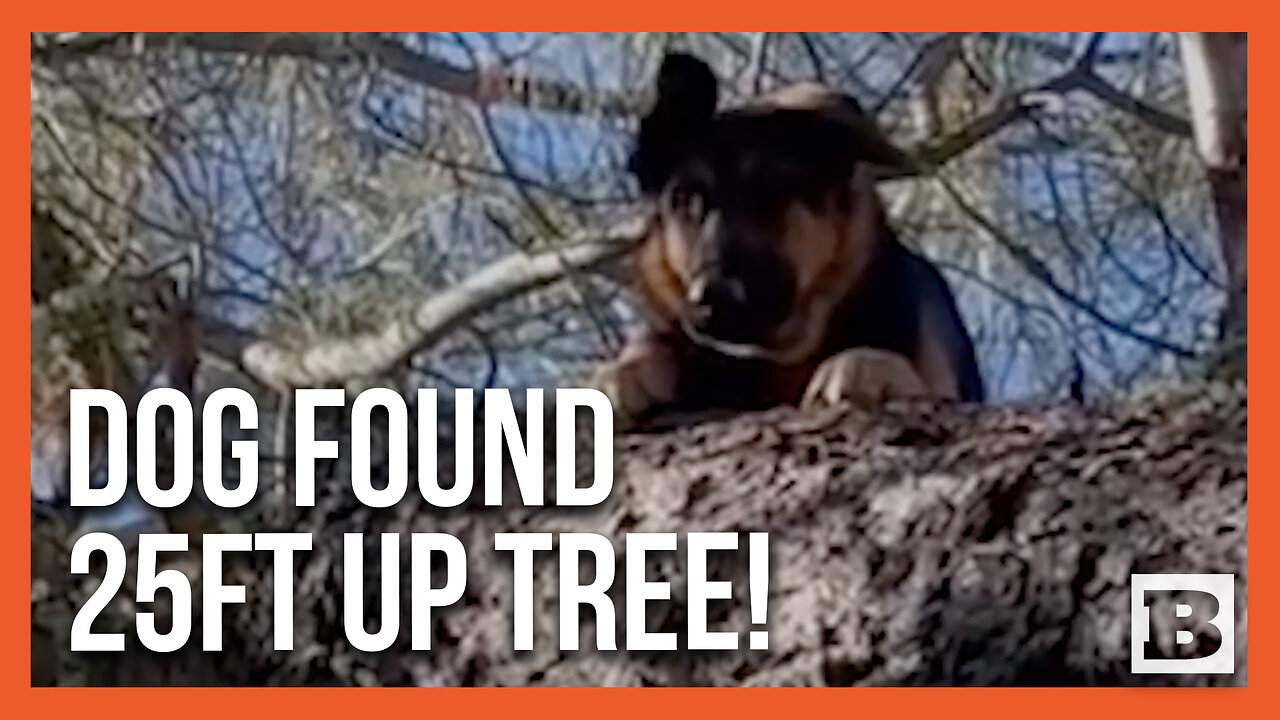 Look Up! Lost Dog "Luna" Found 25ft Up a Tree in California