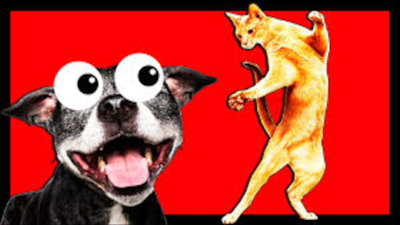Cute Dogs And Cats That Will Make You Laugh 😂 - Funny Animals Compilation #1