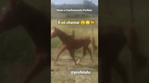 Só chamar que ele vem ( Sheik ) #pecuaria #cavalo #arabe
