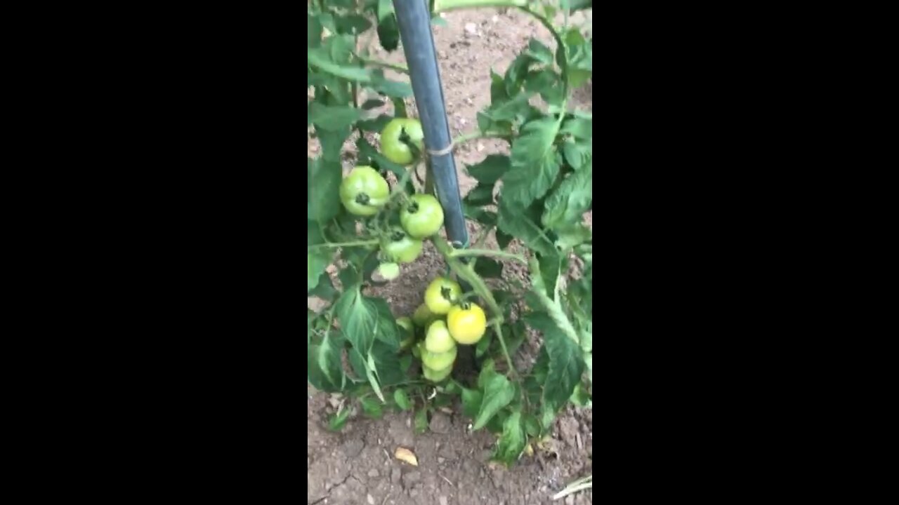 Tying Tomatoes