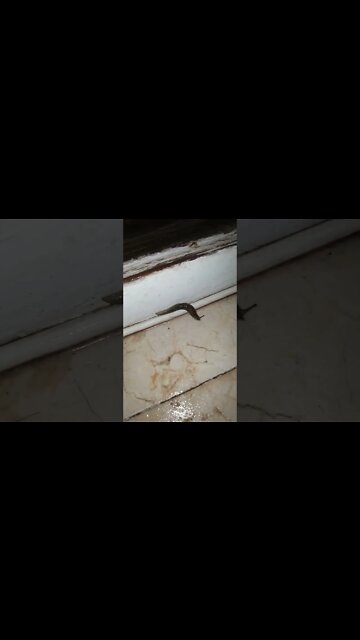 SO GROSS!! Finale! ☠️🤢 BIG Slug v Hydrogen Peroxide Part 1 #ninjaorchids #shorts