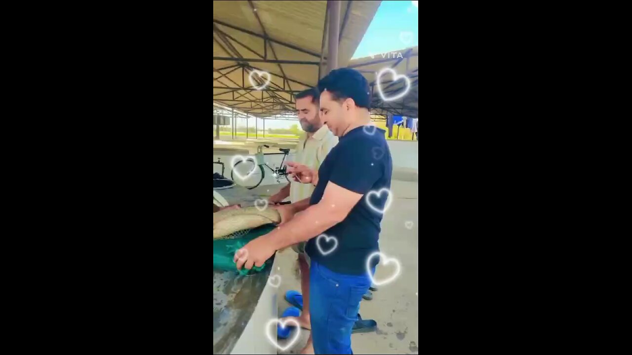 Fish Injection