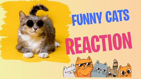 Cat funny video