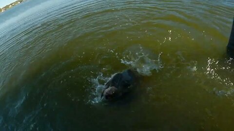 Fishing for Shiners and Bream, The Turtles Wouldn't Stay Away