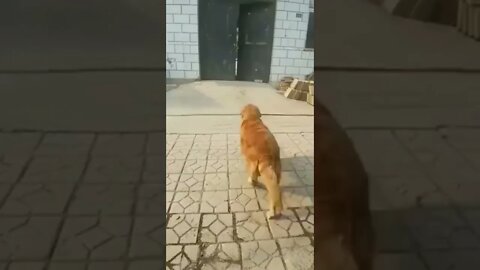 Very Smart dog