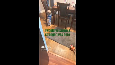 Funny moments with a shihtzu