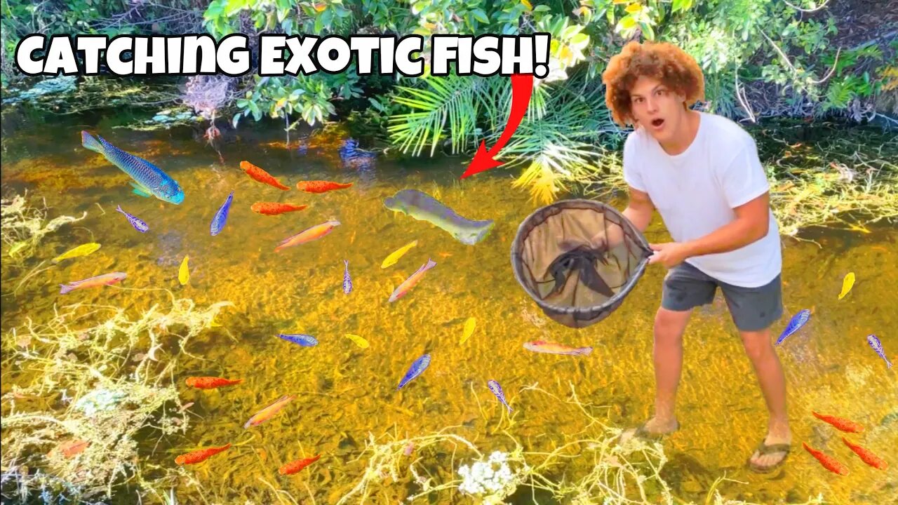 I Found A CREEK Filled With Exotic AQUARIUM FISH!