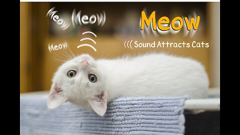 meow - Sound attracts cats