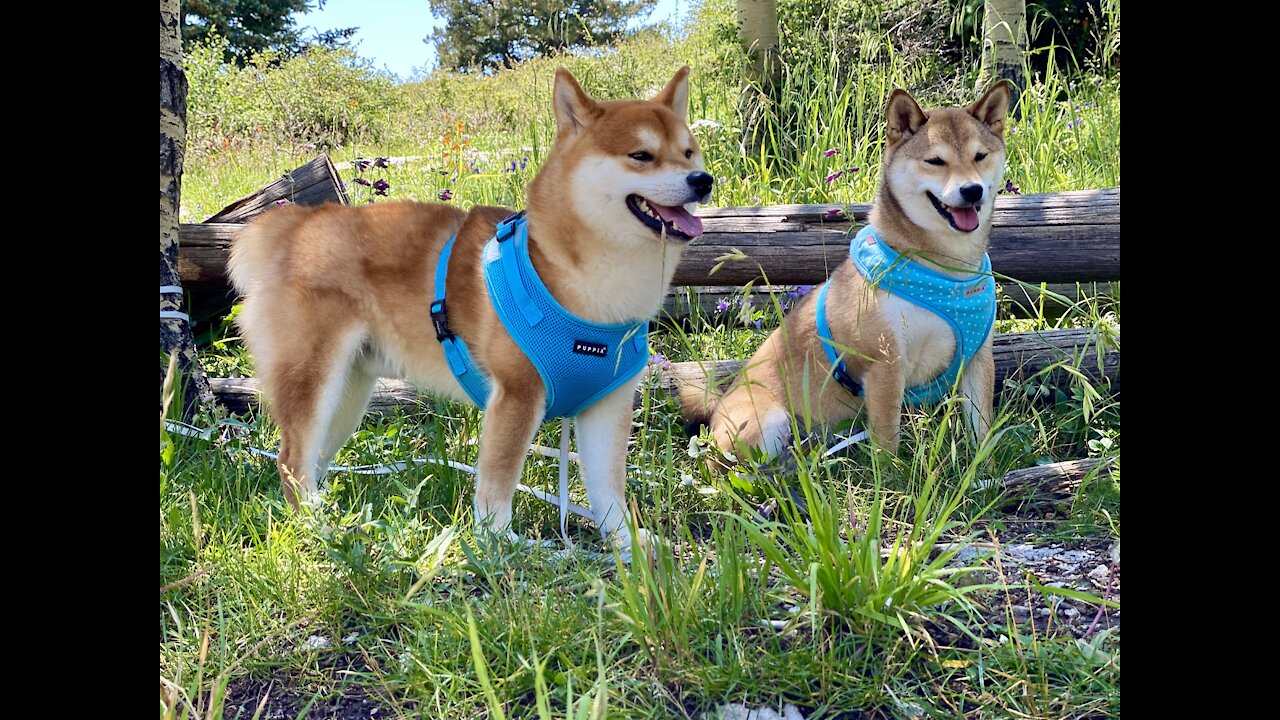 Rocky Mt. Shiba Inu, Nero & Nelly