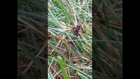 Ants Carrying Food