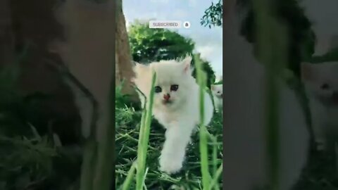 cute cat videos 😹 funny videos 😂 585 😻