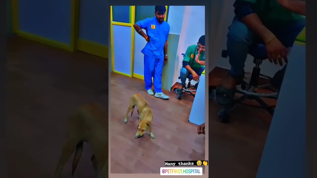 #dogs #dog #viral #fyp #shorts #short #reels #reel #funny #nature #funnymoments #funnydogs #puppy 13