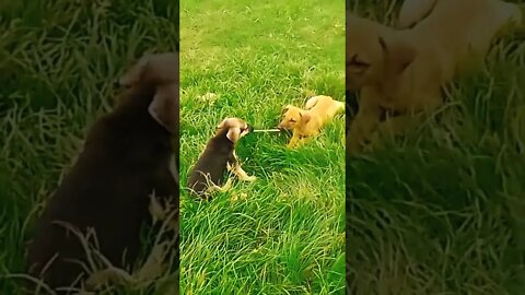 Baby dog short