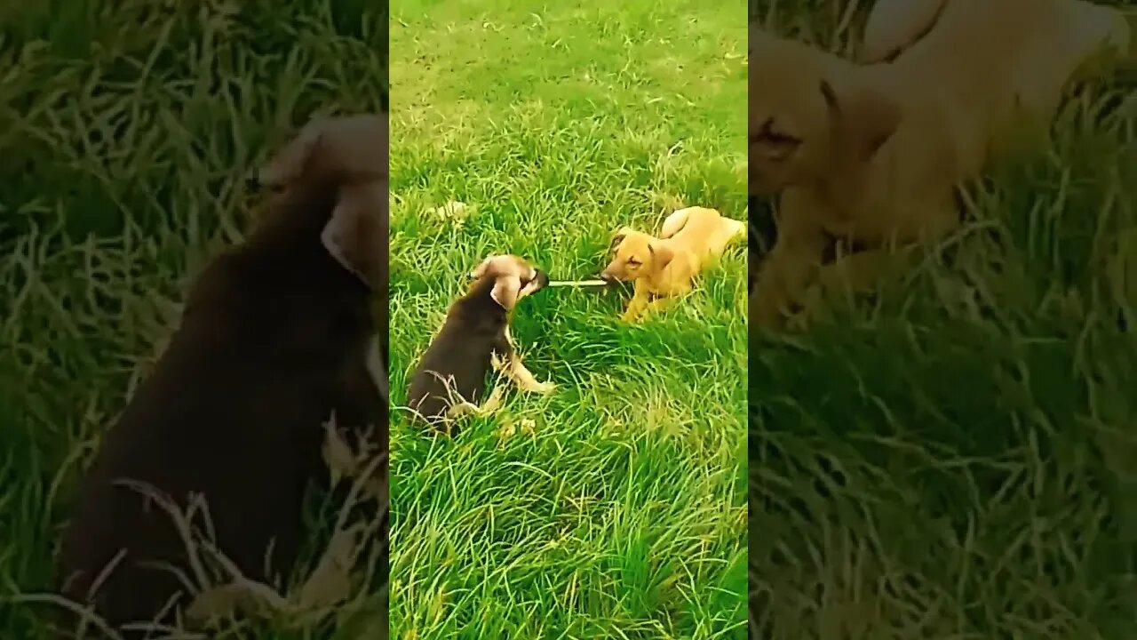 Baby dog short