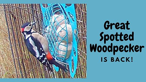 Great Spotted Woodpecker Bird